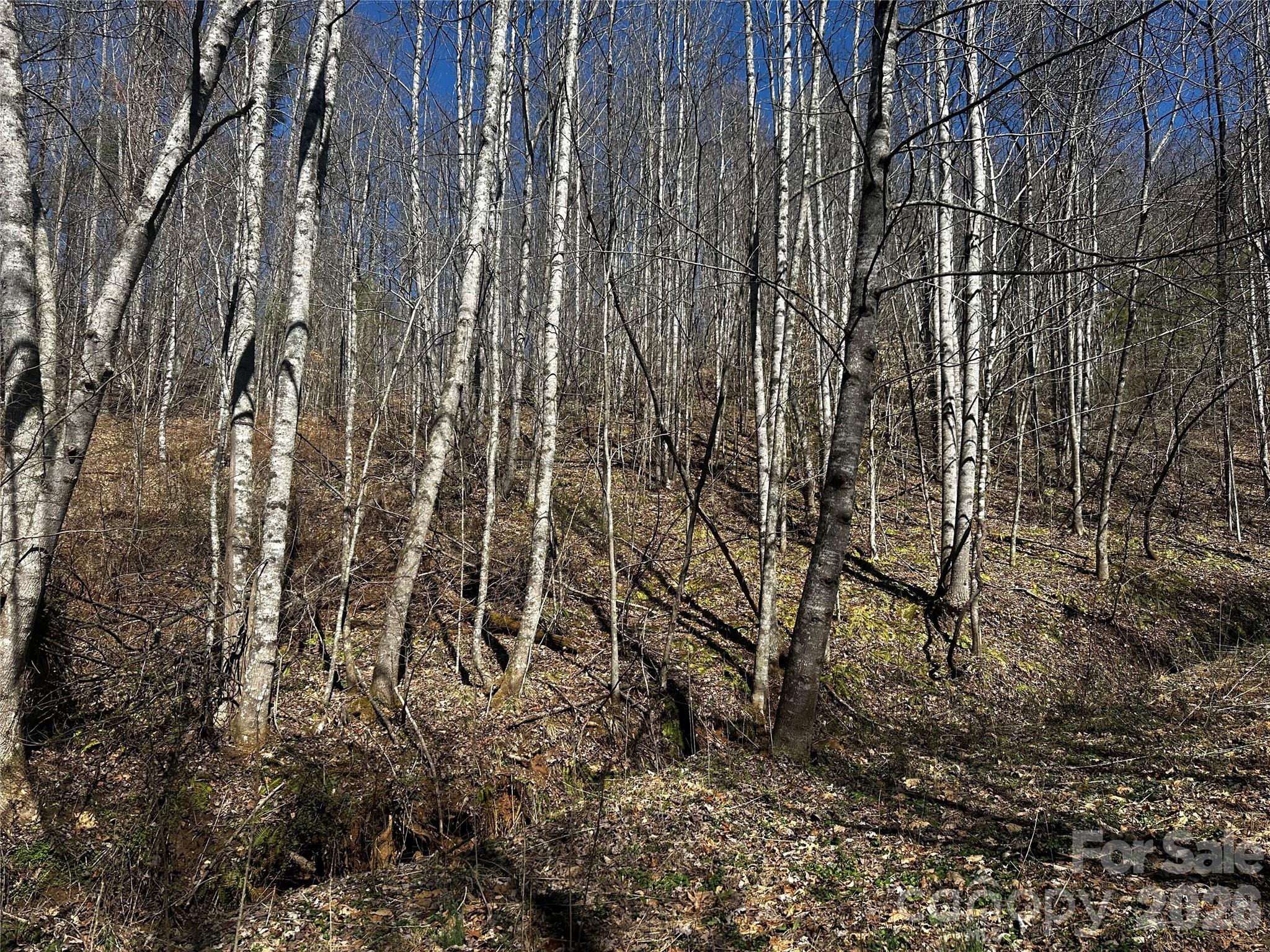 0 Grace Ridge Road Bakersville, NC 28705 - Photo 4 of 13