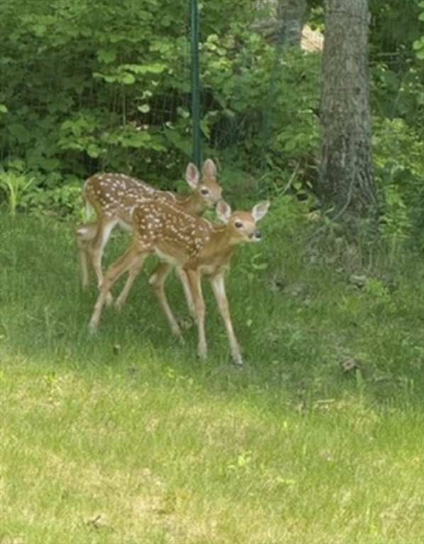 5 Deer Hill Road Oxford, MA 01537 - Photo 30 of 37 a backyard of a house with table and chairs