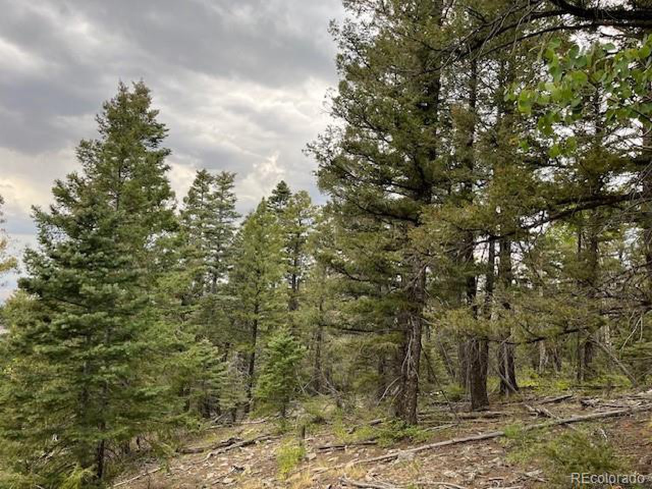 6184 Ryland Road San Luis, CO 81152 - Photo 11 of 32 a view of a yard with large trees