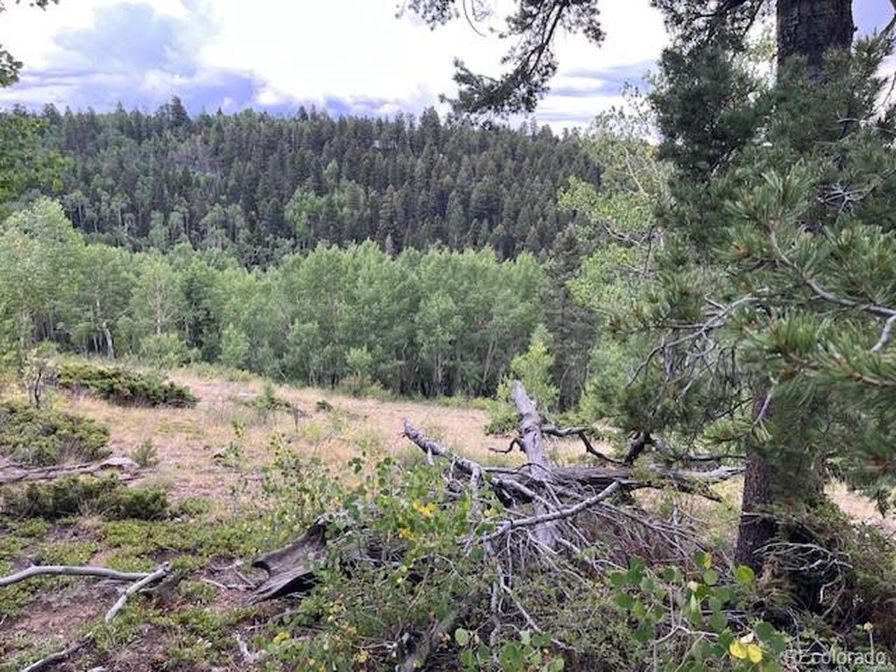 6184 Ryland Road San Luis, CO 81152 - Photo 20 of 32 a view of a forest with a tree in the background