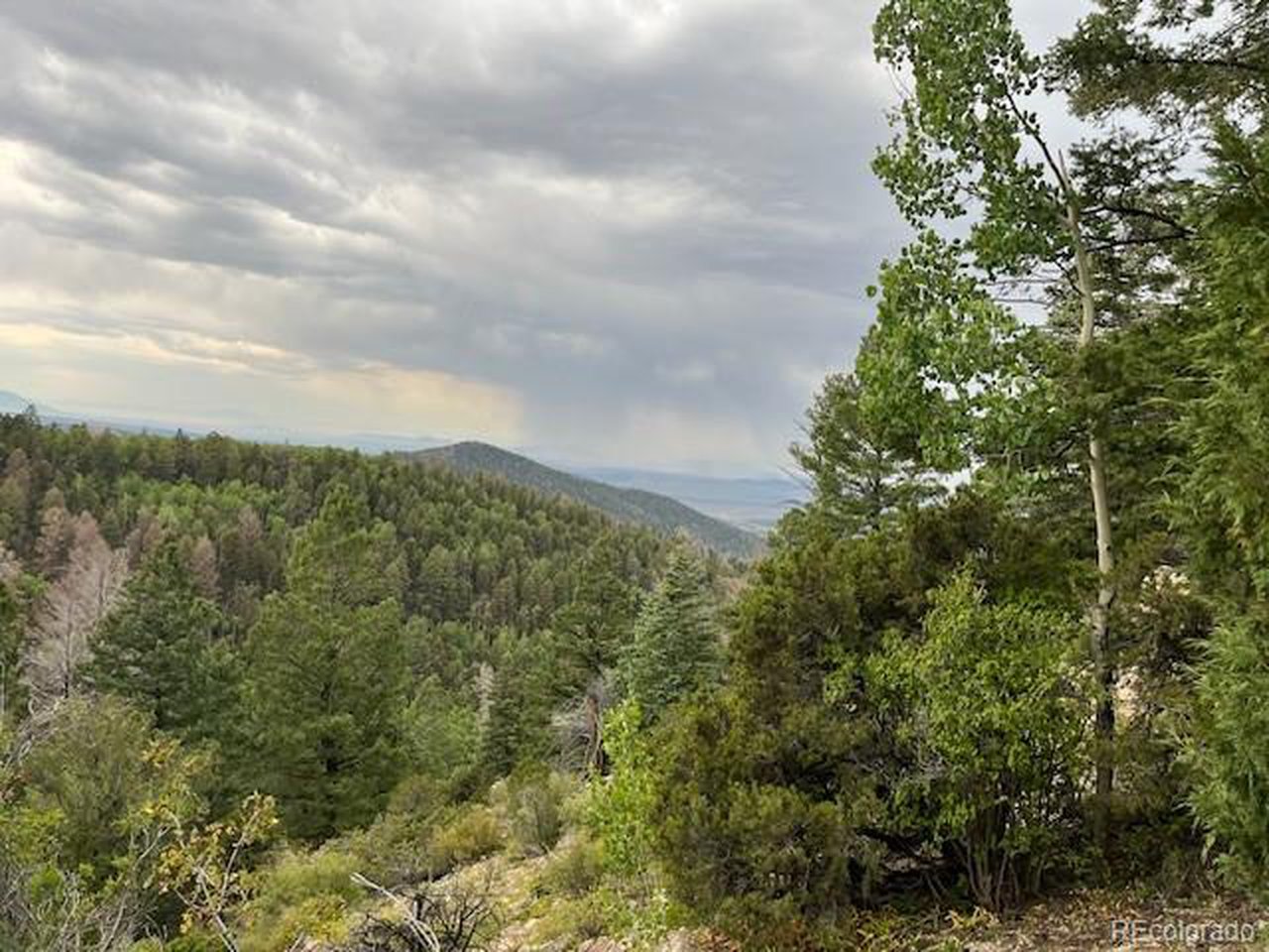 6184 Ryland Road San Luis, CO 81152 - Photo 28 of 32 a view of a large trees with lots of bushes
