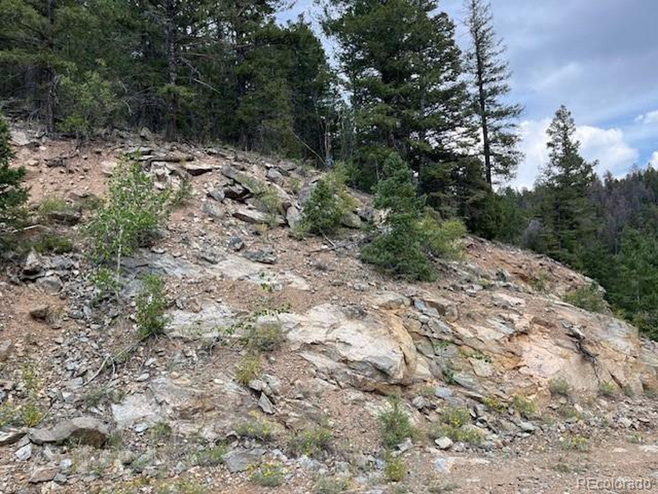 6184 Ryland Road San Luis, CO 81152 - Photo 5 of 32 a view of a forest with trees in the background