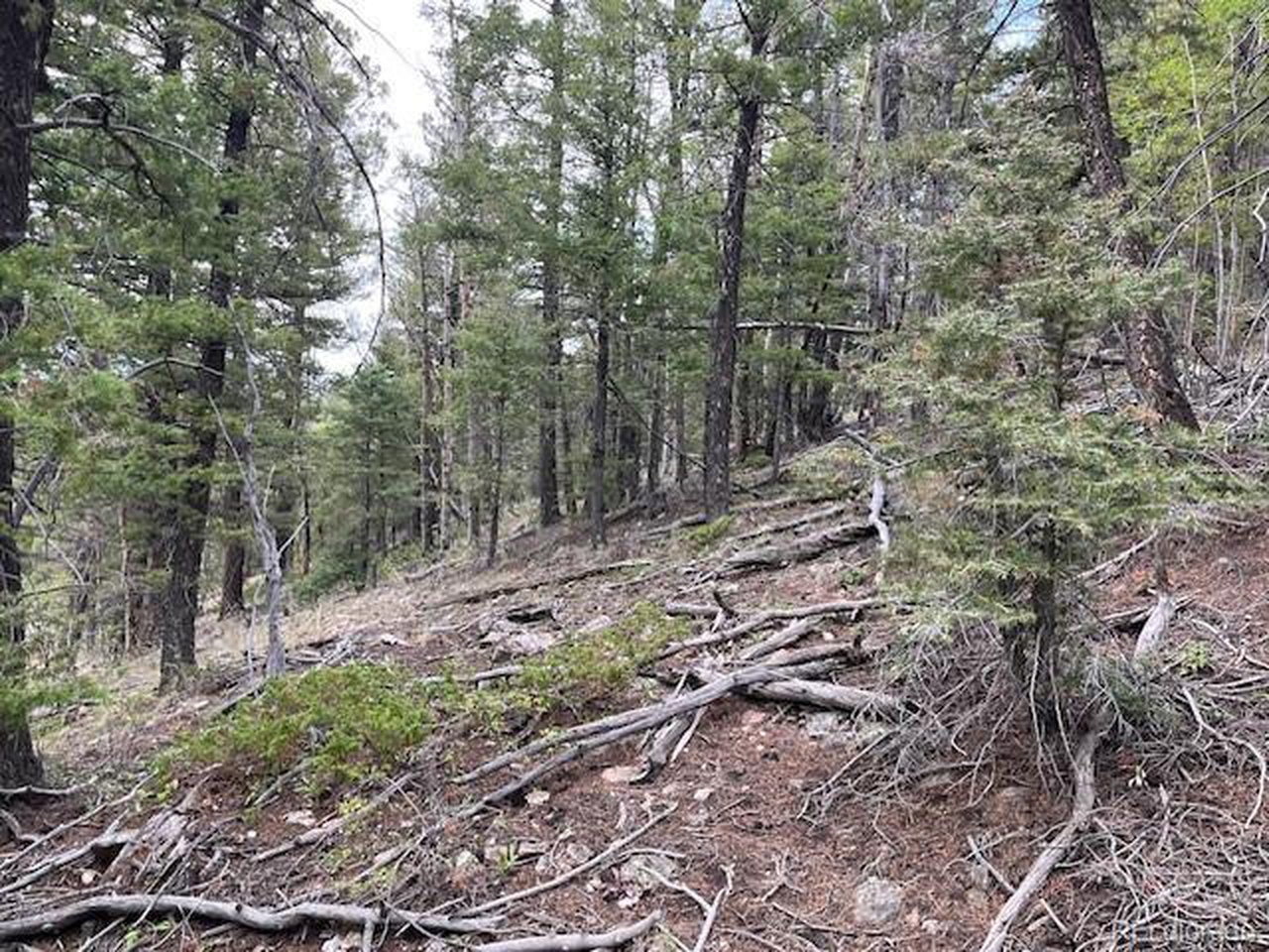 6184 Ryland Road San Luis, CO 81152 - Photo 6 of 32 a view of a forest with trees