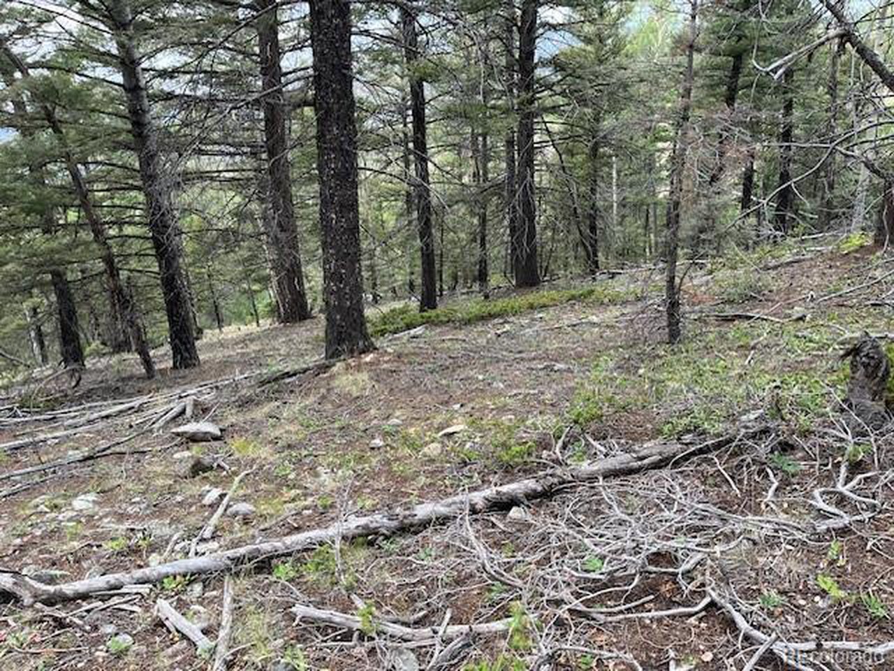 6184 Ryland Road San Luis, CO 81152 - Photo 7 of 32 a view of outdoor space and trees