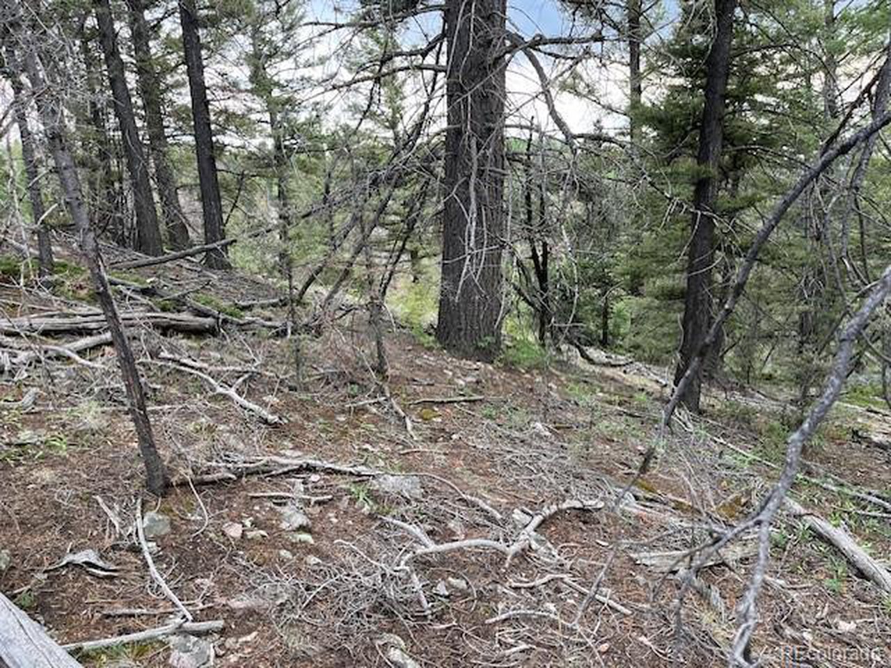 6184 Ryland Road San Luis, CO 81152 - Photo 8 of 32 a view of a forest with trees in the background