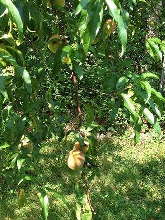 57 Jarman Road Sudbury, MA 01776 - Photo 21 of 27 Gallery Image 21