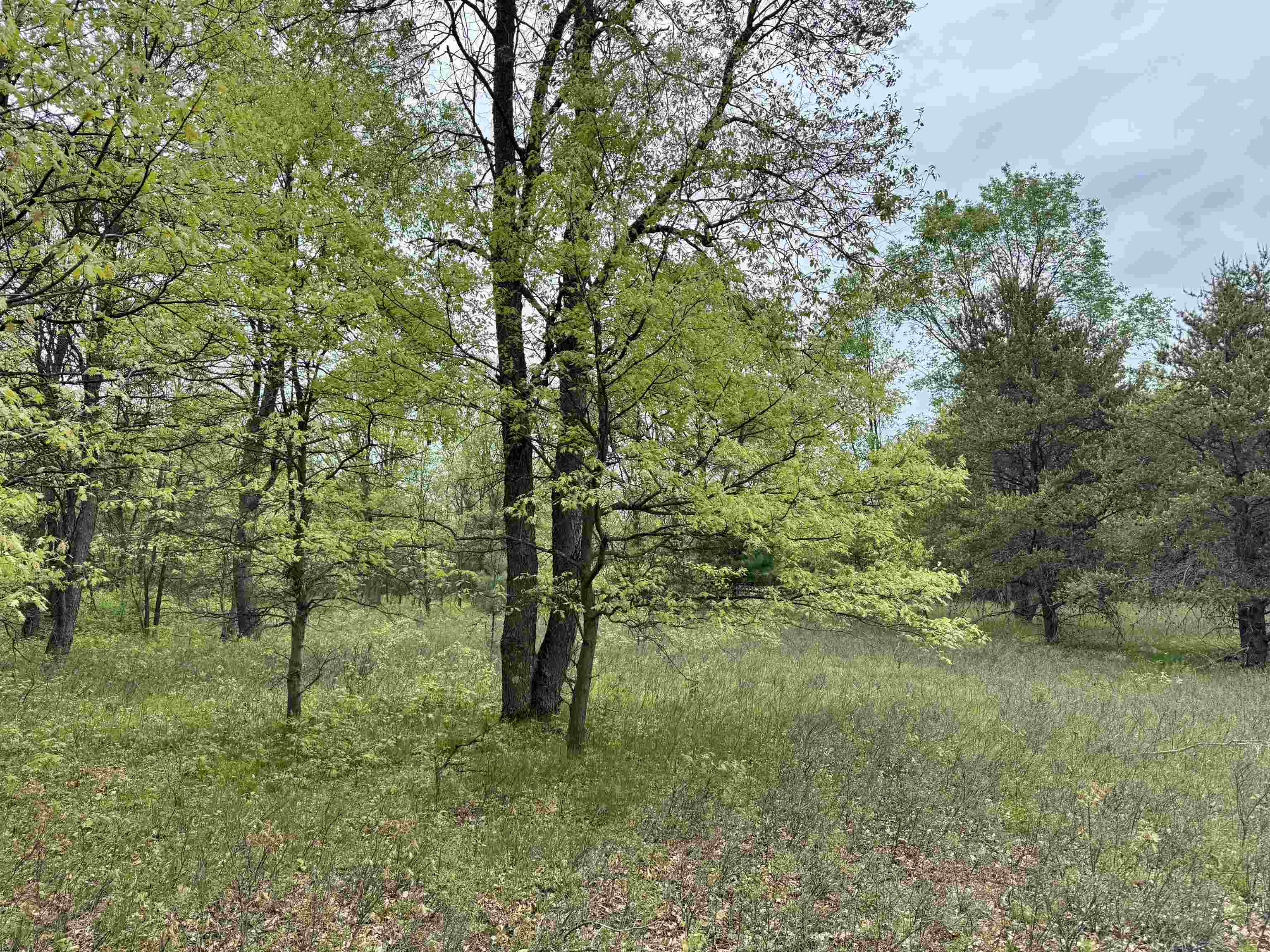 Parcel D West Rosted Road Lake City, MI 49651 - Photo 3 of 18