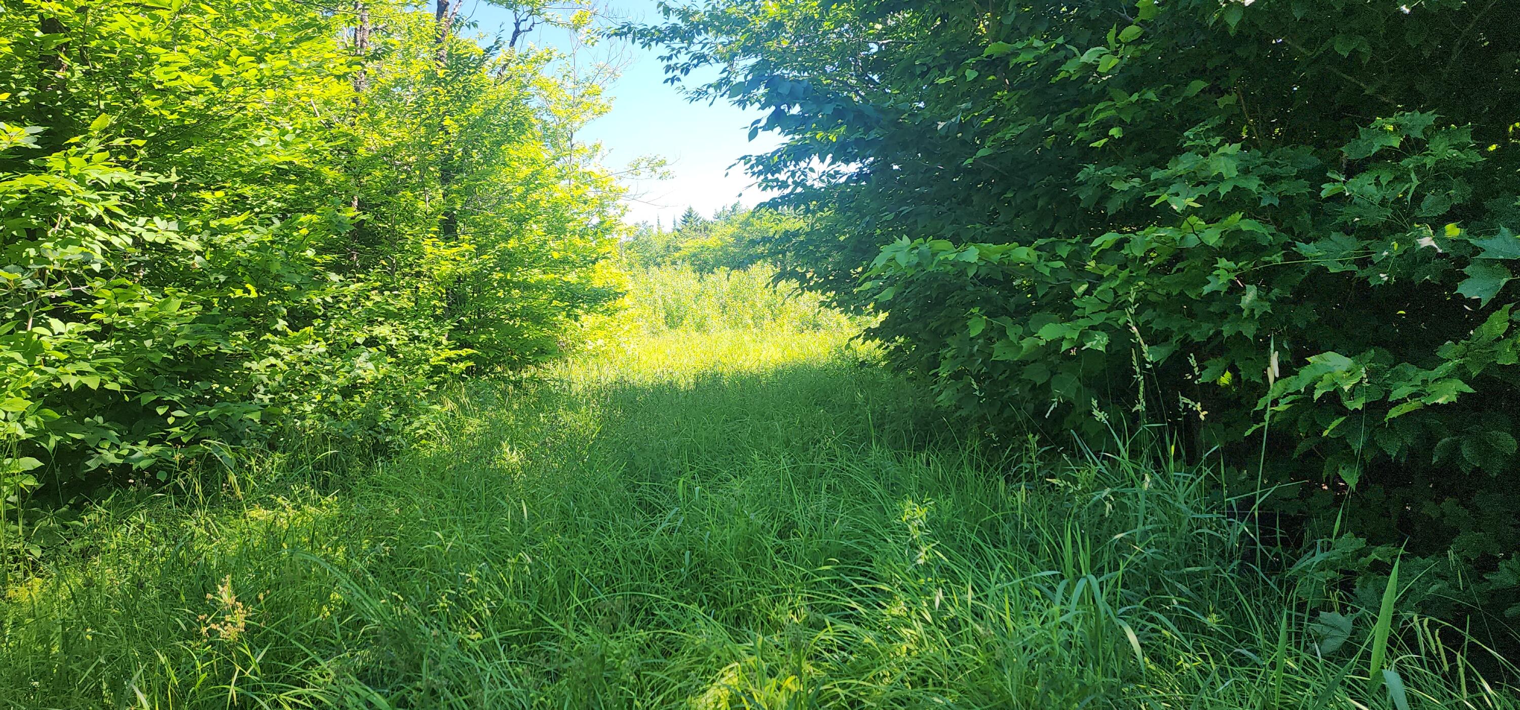 21-ac Off Dow Farm Road Island Falls, ME 04747 - Photo 10 of 19 20240701_094139