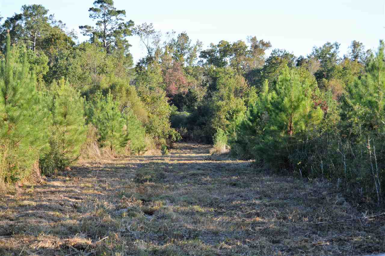 1955 Bell Road Havana, FL 32333 - Photo 3 of 7 Gallery Image 3