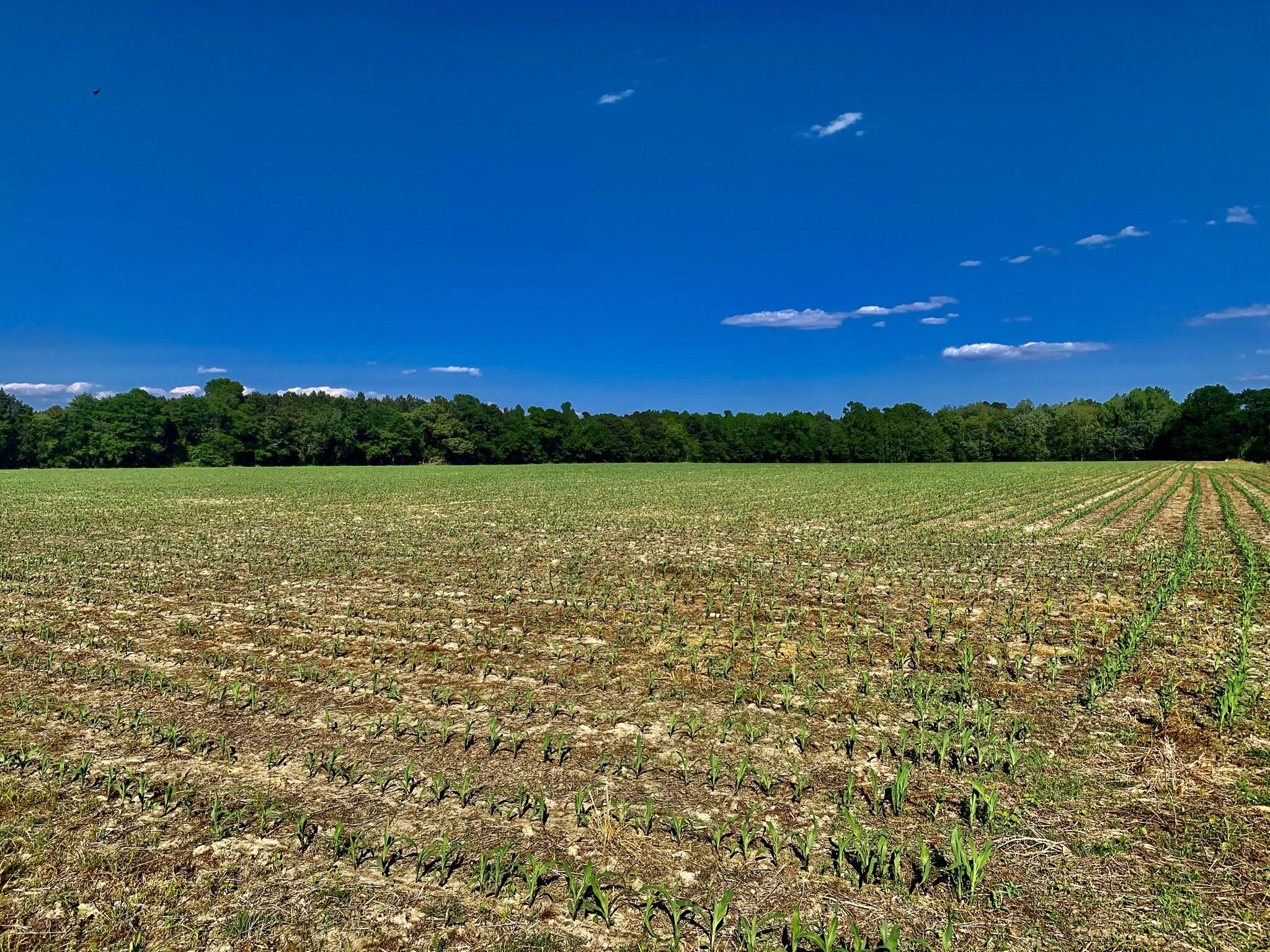 906 2nd Bend Road Harleyville, SC 29448 - Photo 1 of 11 C2C1015F-94AA-4581-8E59-B22E68B67AB4
