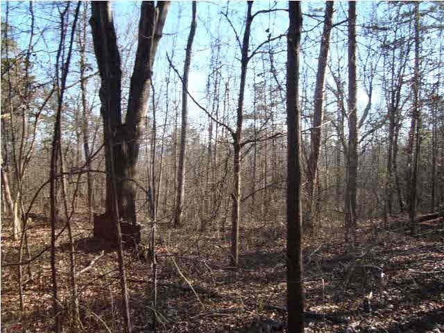 0 Walkers Gap Road, Unit 3 37 AC Springville, AL 35146 - Photo 5 of 9