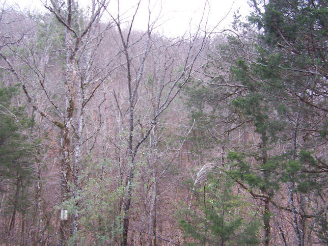 Ponderosa Road Del Rio, TN 37727 - Photo 7 of 9 7