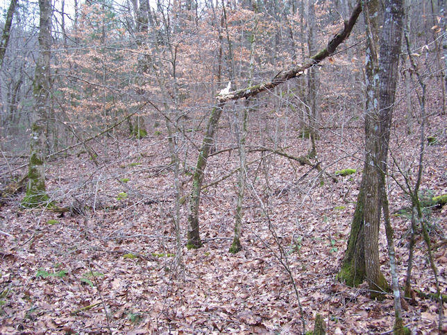 Ponderosa Road Del Rio, TN 37727 - Photo 8 of 9 8
