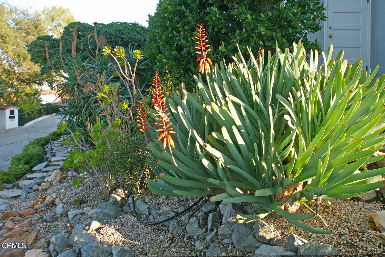 1600 Pleasant Way Pasadena, CA 91105 - Photo 44 of 51 a view of a plant in a garden