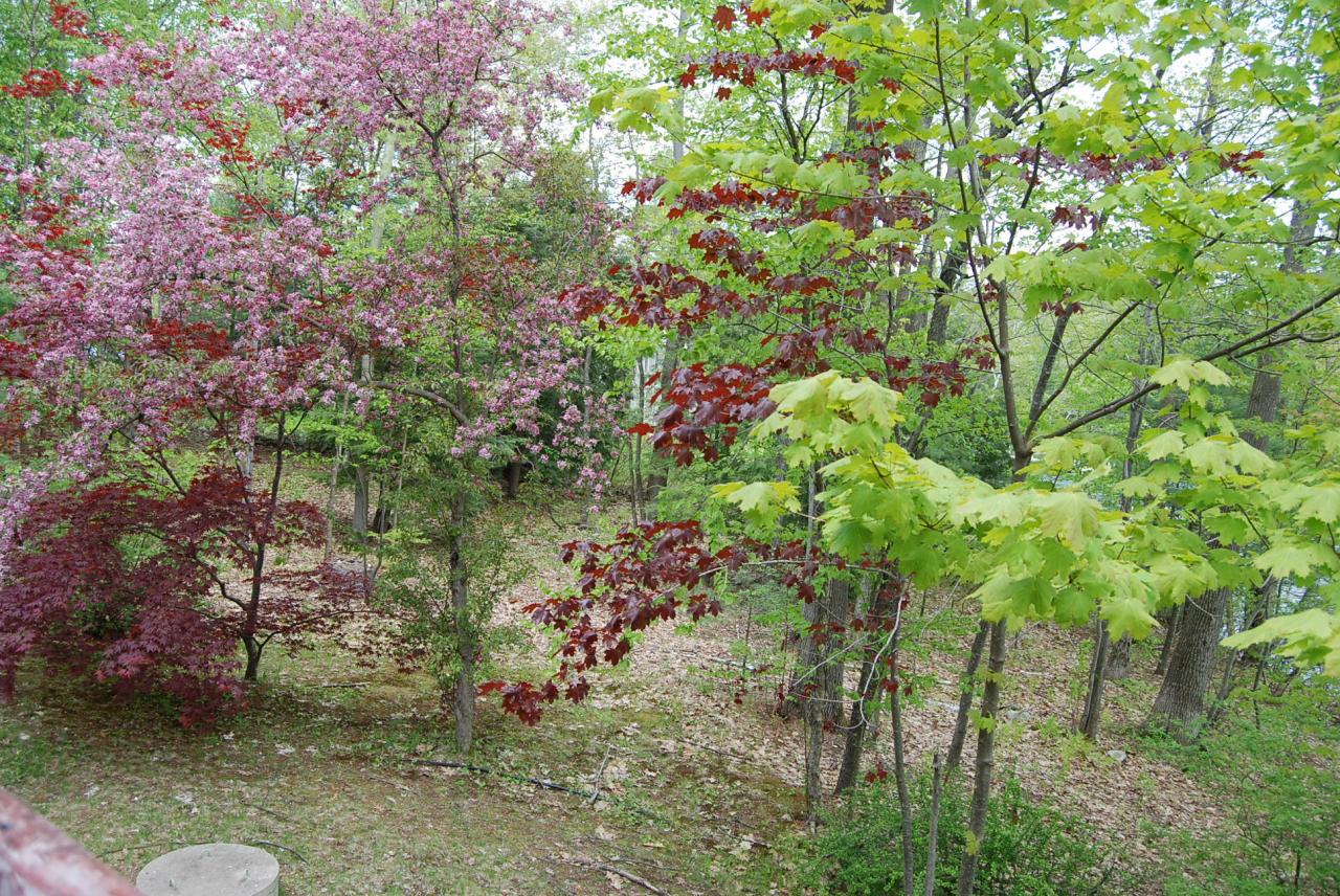 19 Point Road Monterey, MA 01245 - Photo 16 of 34 FLOWERING TREES