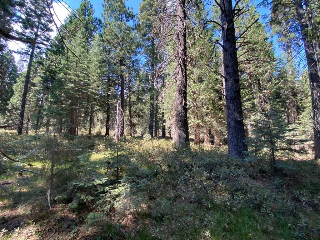 3-i-1 Red Fir Road McCloud, CA 96057 - Photo 5 of 12 Gallery Image 5