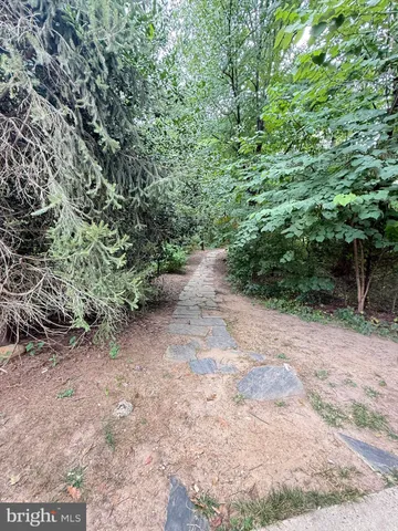 a view of a trees in a yard
