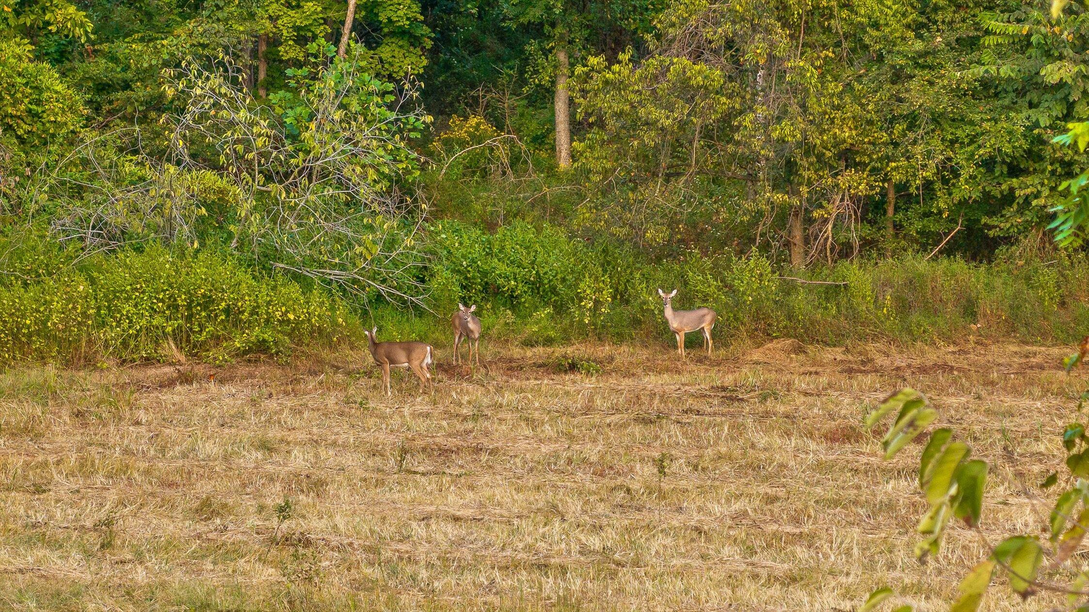 7 Sturgeon Creek Road Cedar Hill, TN 37032 - Photo 7 of 36 002-Sturgeon Creek-139