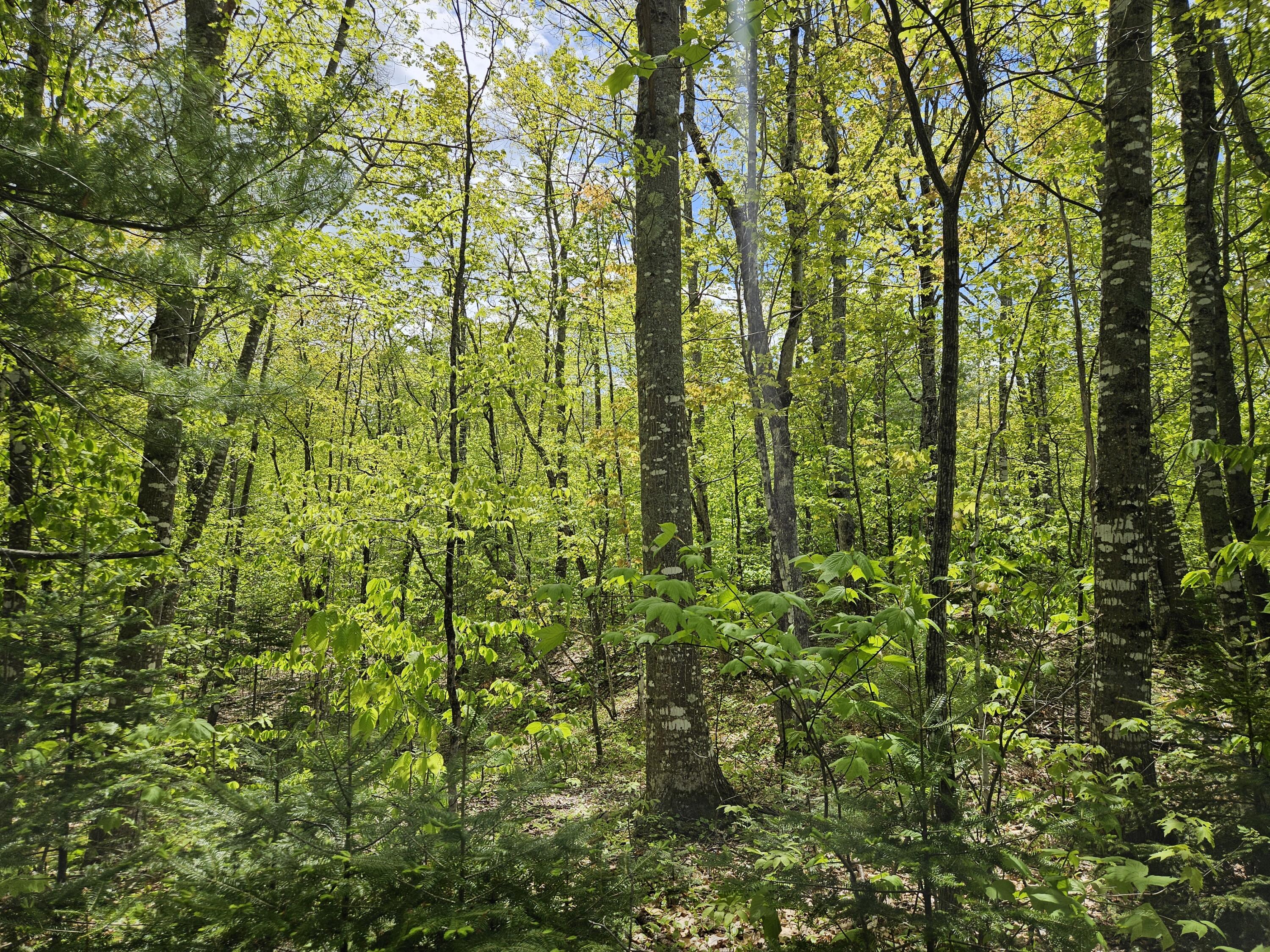 2 Mud Pond Road Madrid Township, ME 04966 - Photo 33 of 42 Madrid Lot