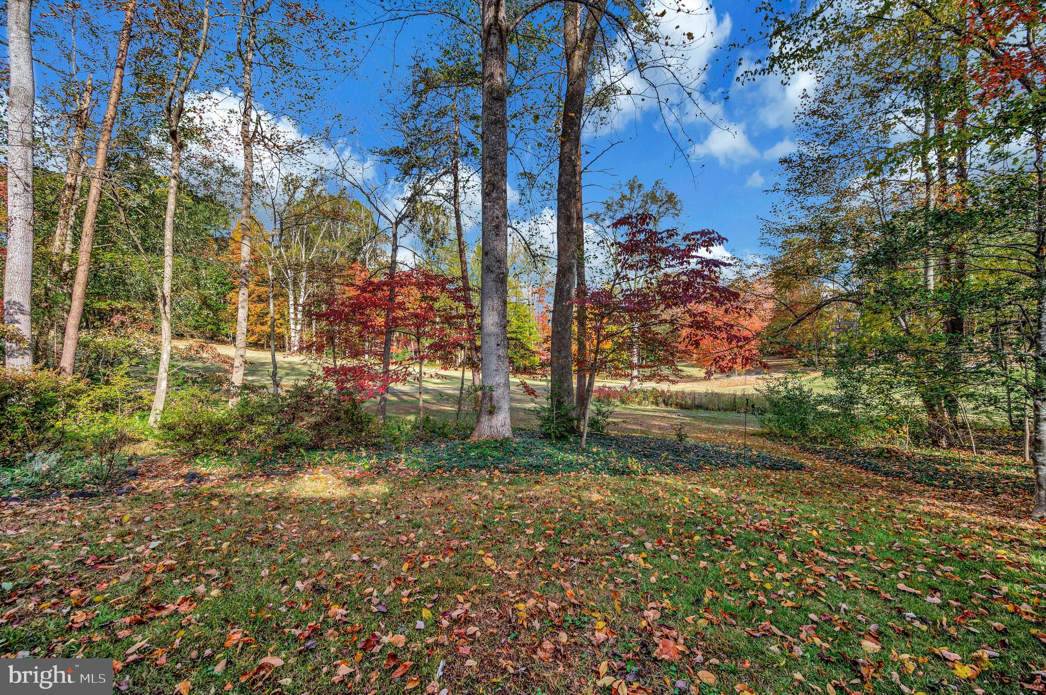 104 Appleview Court Locust Grove, VA 22508 - Photo 46 of 65 a view of a yard with plants and trees