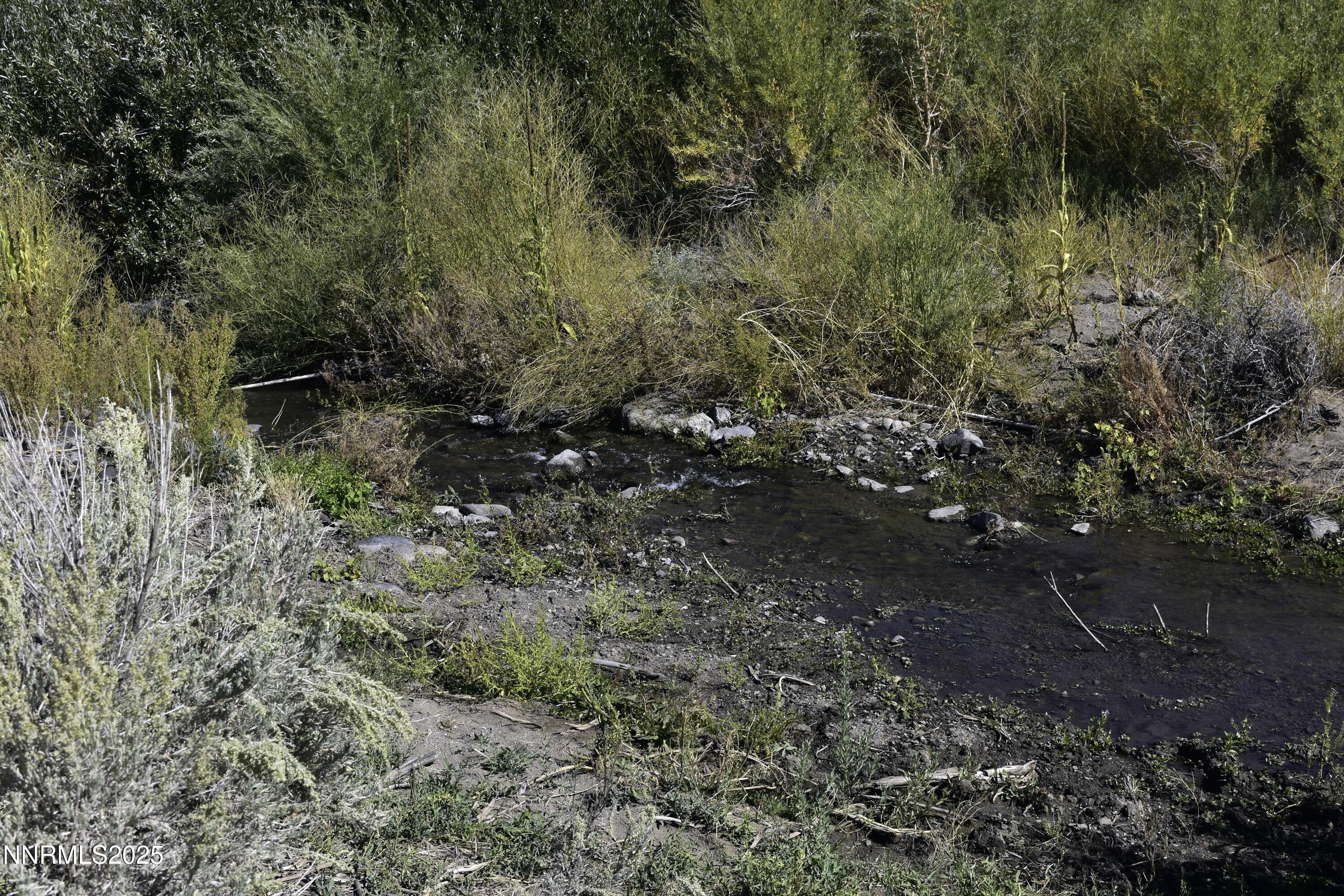 330 Veris Court, Unit 1 Gardnerville, NV 89410 - Photo 2 of 7 a view of a yard with a tree