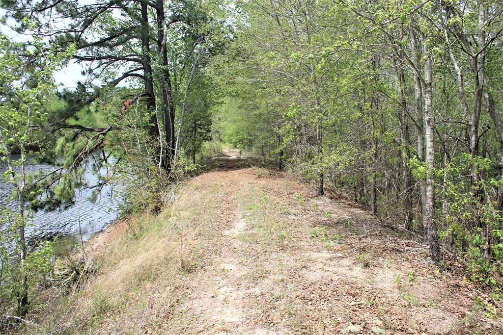 464 Webbs Pond Road Williston, SC 29853 - Photo 8 of 17