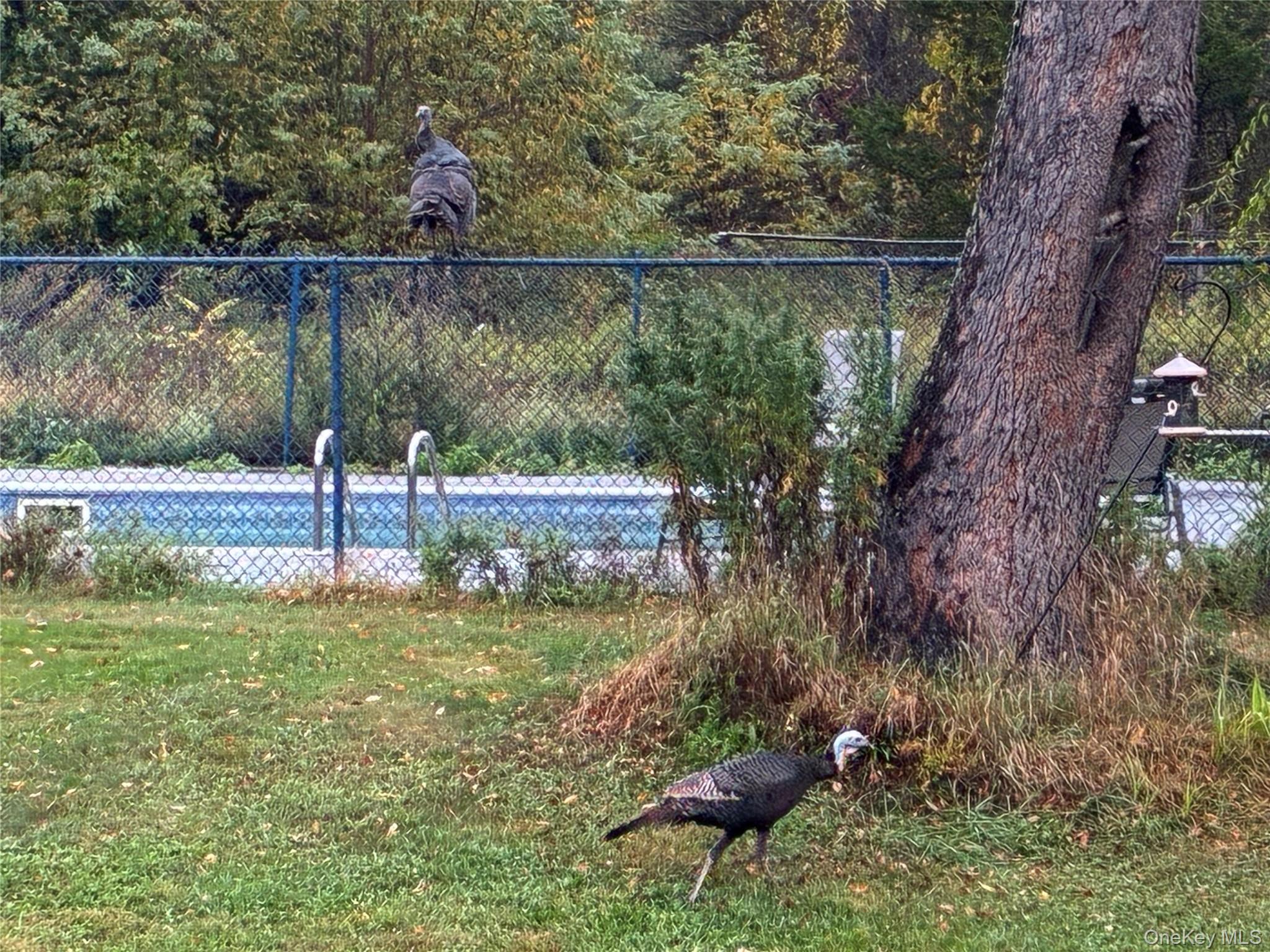 14 Harrigan Road Hopewell Junction, NY 12533 - Photo 33 of 45 a view of a back yard