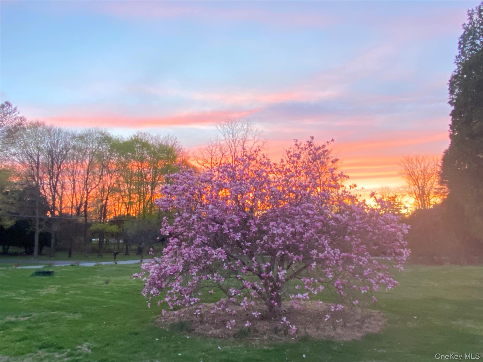 14 Harrigan Road Hopewell Junction, NY 12533 - Photo 37 of 45 a view of a yard with a tree in the background