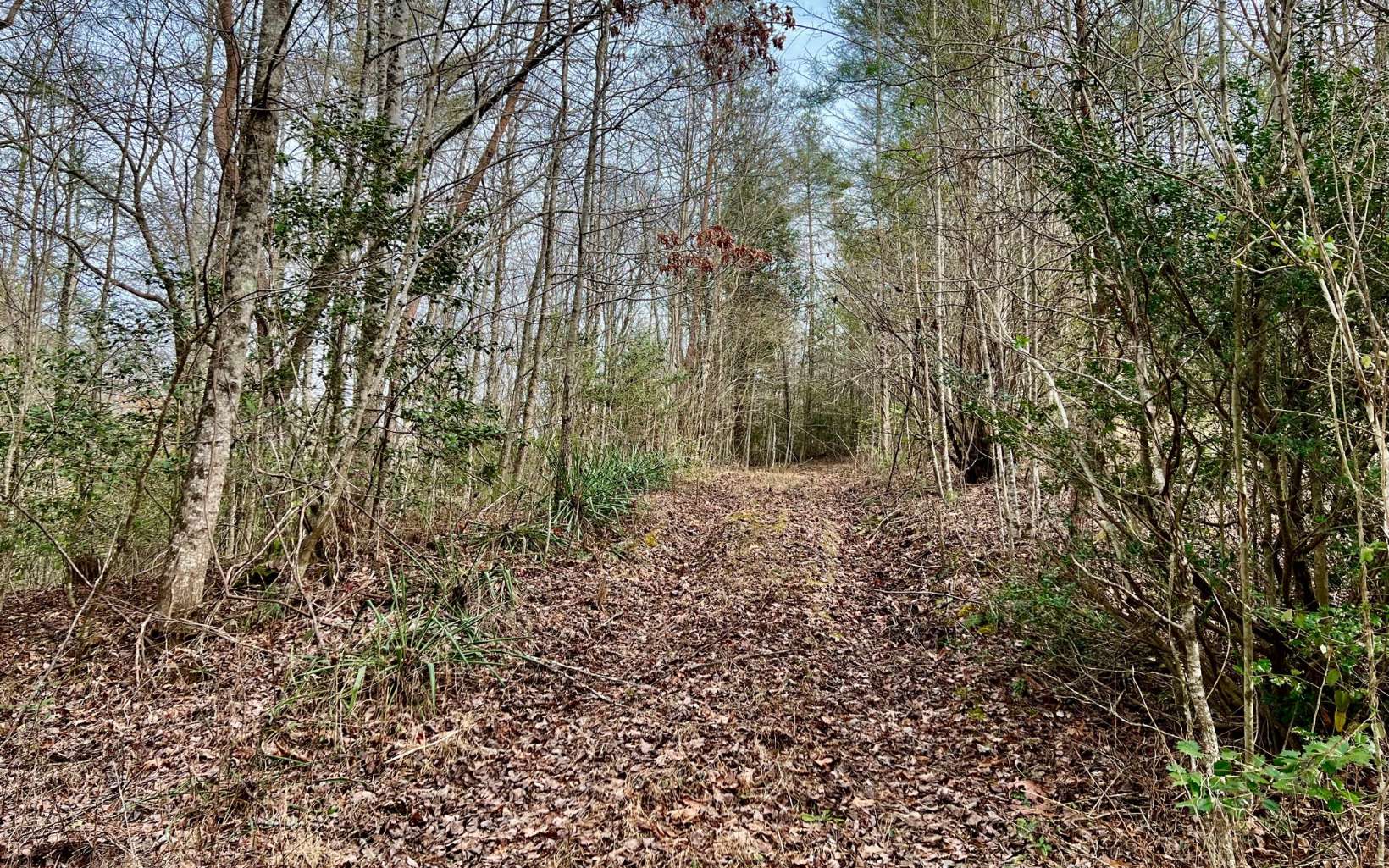 25.95 Pleasant Hill Road Ellijay, GA 30540 - Photo 4 of 4 Additional View