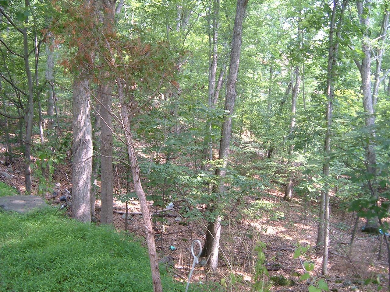 Saunders Drive Bushkill, PA 18324 - Photo 8 of 10 a view of forest