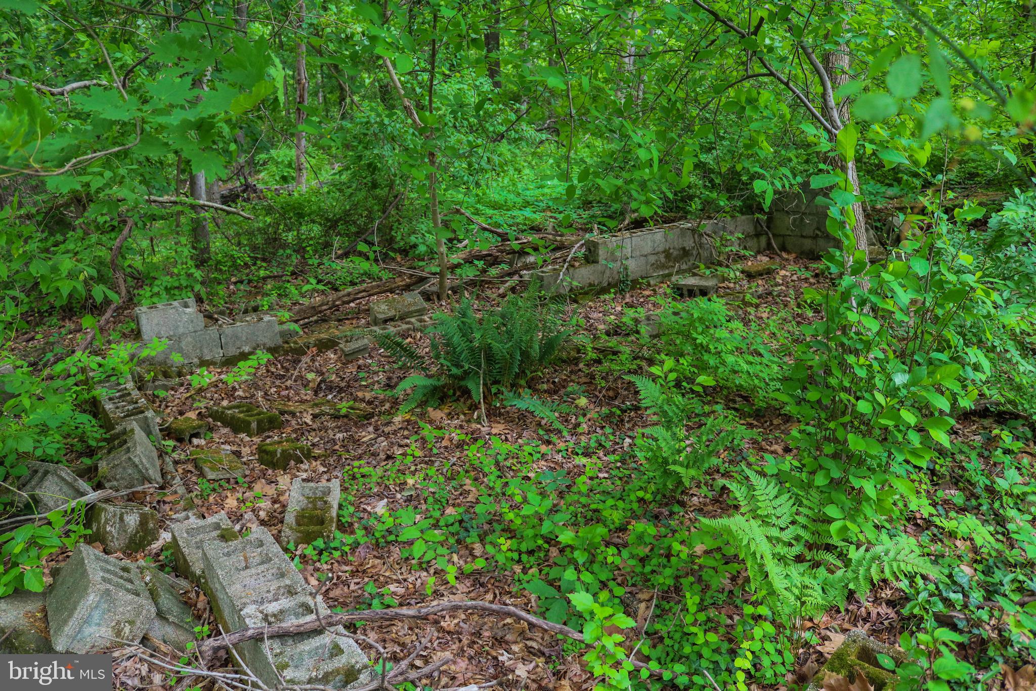 Evan Avenue Aberdeen, MD 21001 - Photo 68 of 74 a view of a lush green forest with lots of trees