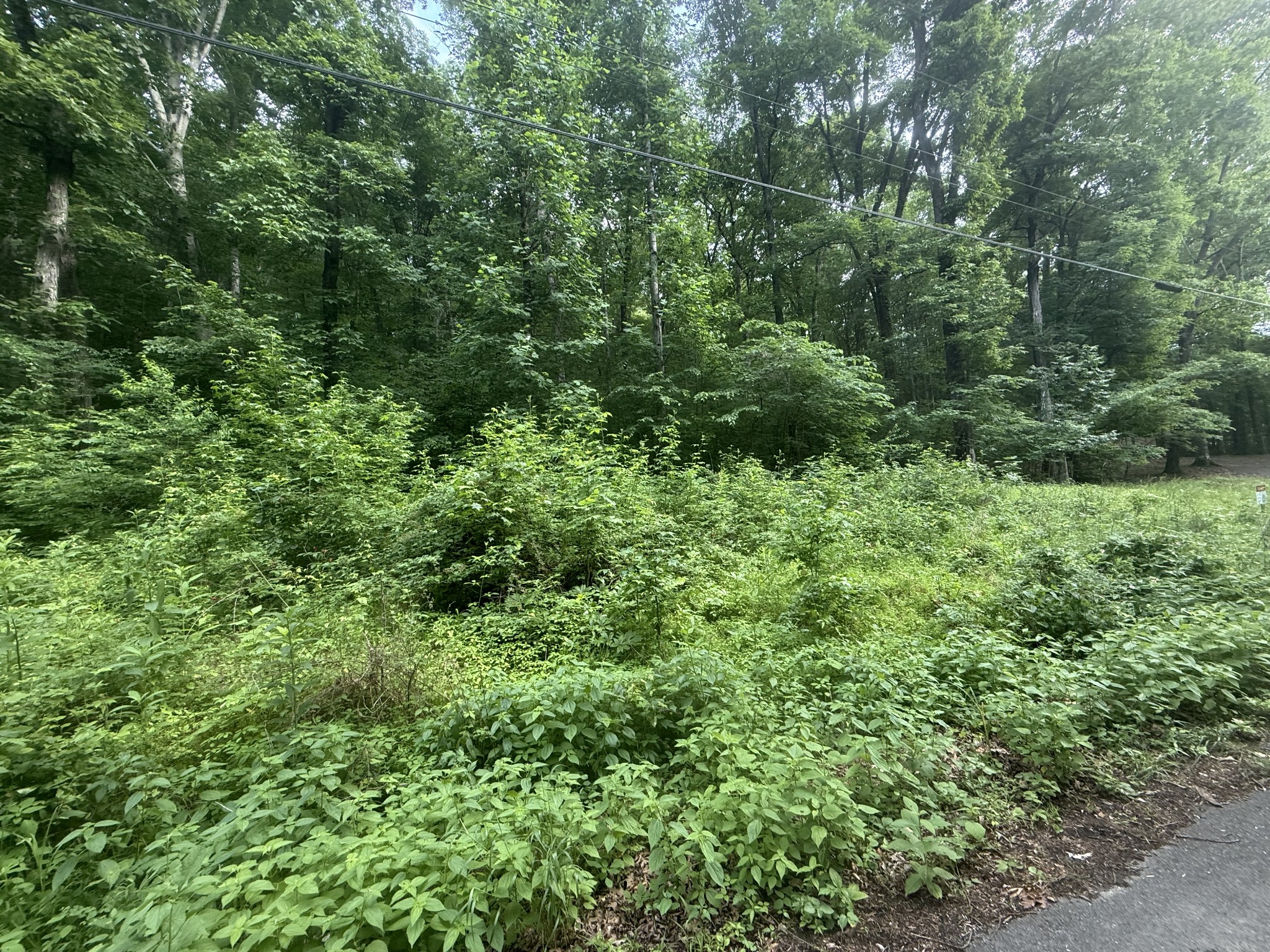 0 Caney Branch Road Stewart, TN 37175 - Photo 7 of 7 a view of a lush green forest with lawn chairs and plants