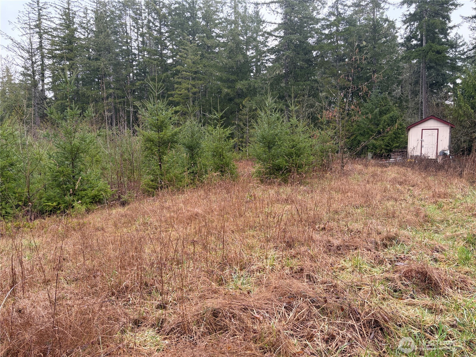 156 Whitney Road Quilcene, WA 98376 - Photo 28 of 36 a view of a dry yard with trees and stairs