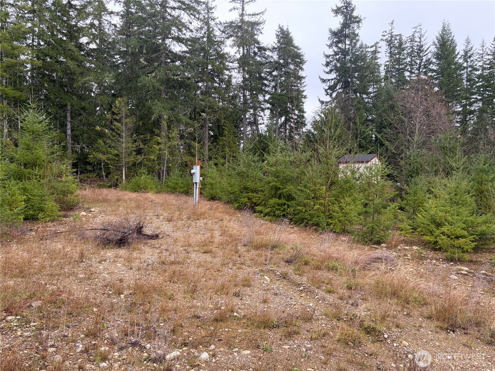 156 Whitney Road Quilcene, WA 98376 - Photo 29 of 36 a view of a dirt road with trees in the background