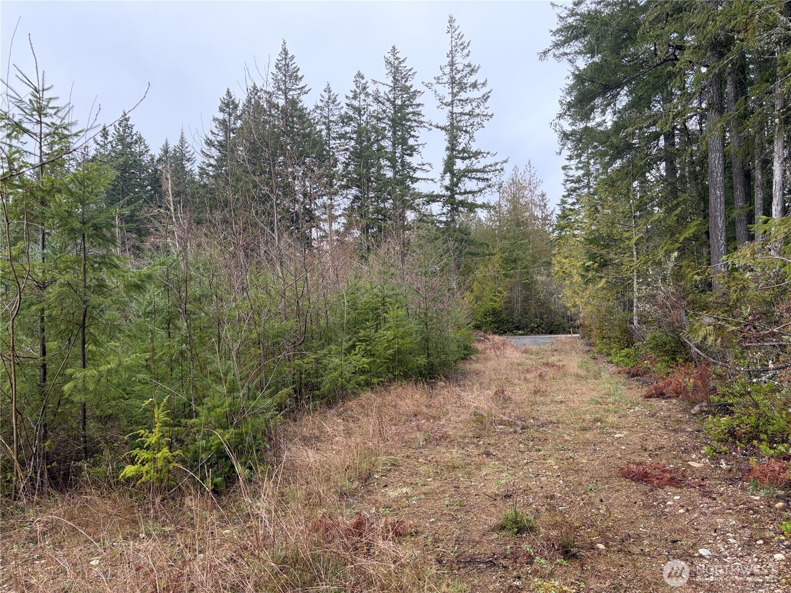 156 Whitney Road Quilcene, WA 98376 - Photo 30 of 36 a view of a forest with trees in the background