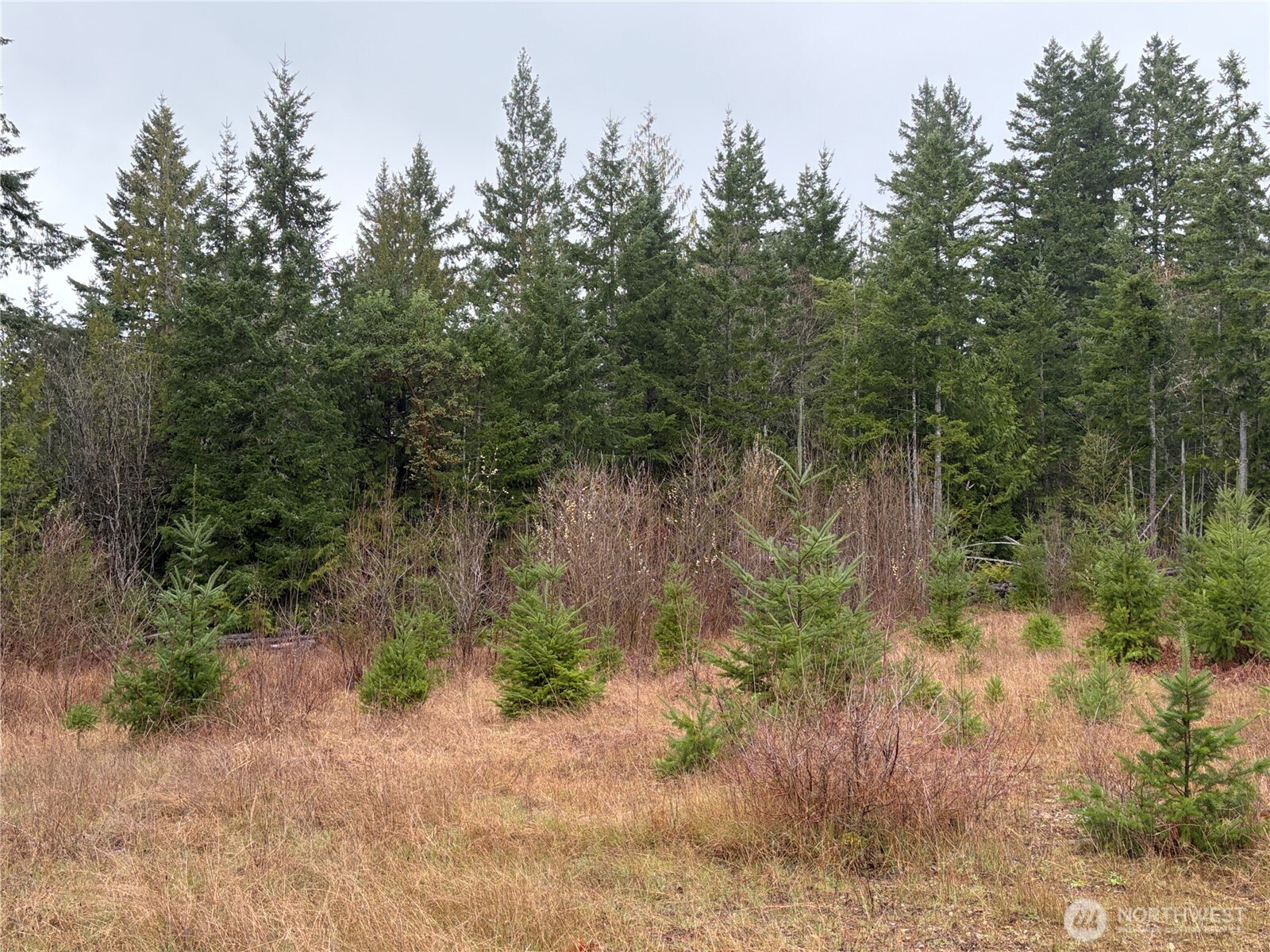 156 Whitney Road Quilcene, WA 98376 - Photo 35 of 36 a view of a yard with large trees