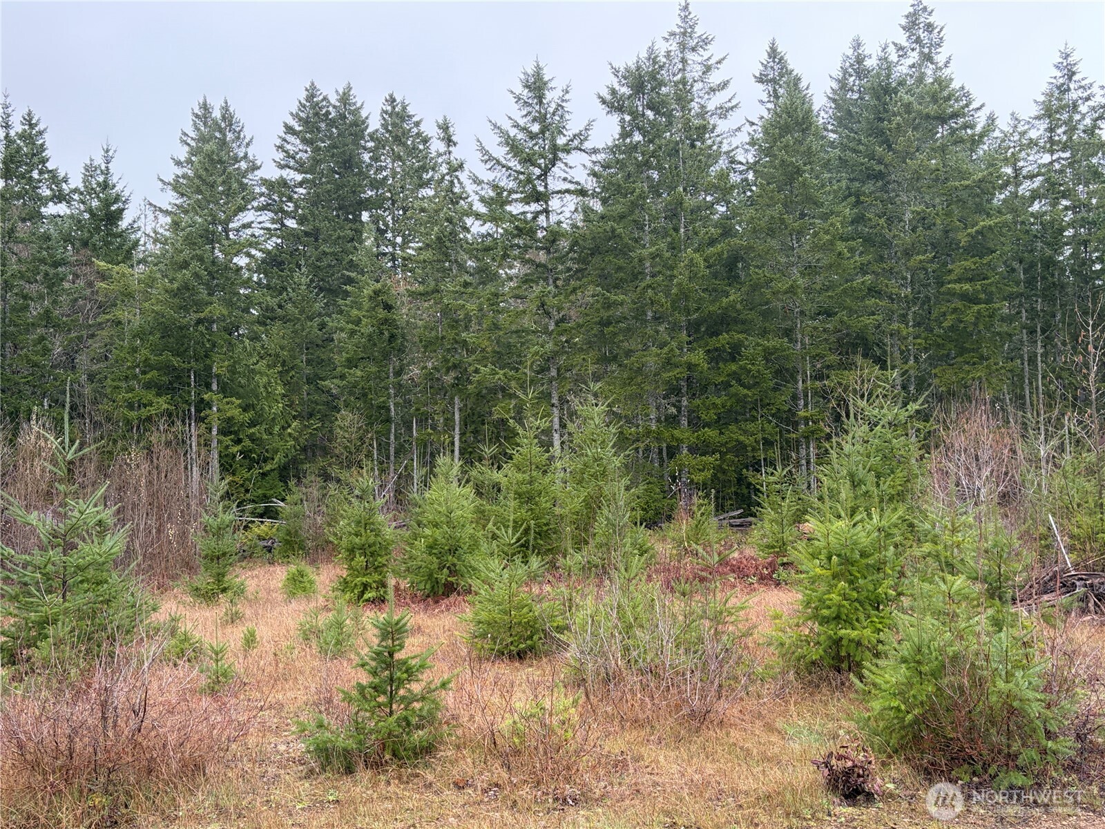 156 Whitney Road Quilcene, WA 98376 - Photo 36 of 36 a view of a forest filled with trees