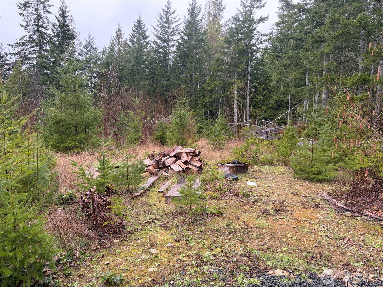 156 Whitney Road Quilcene, WA 98376 - Photo 8 of 36 a view of a forest with a tree