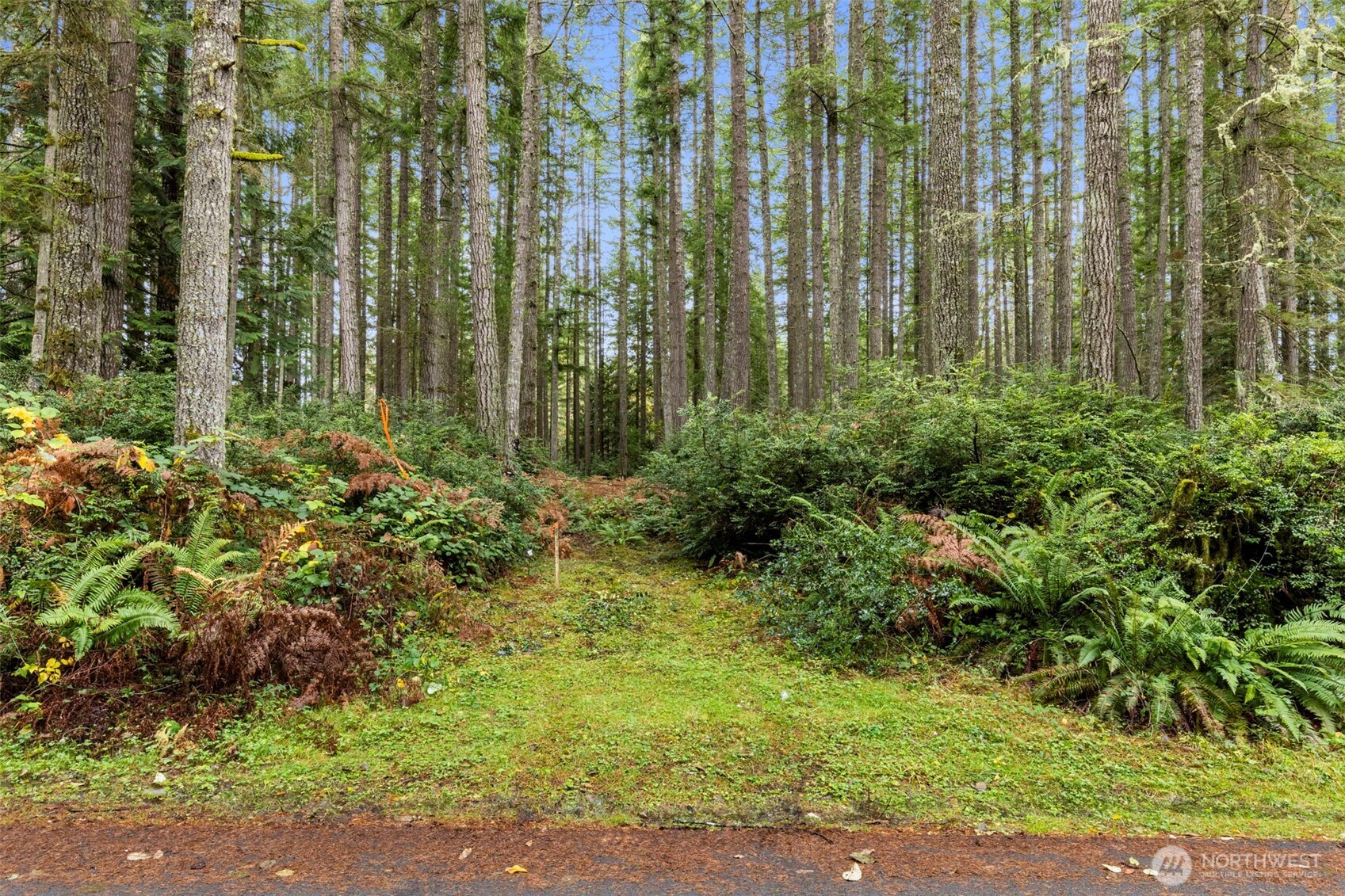 5 Larson Lane Northwest Seabeck, WA 98380 - Photo 3 of 19 a view of a garden with plants