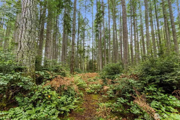 a view of a garden with plants