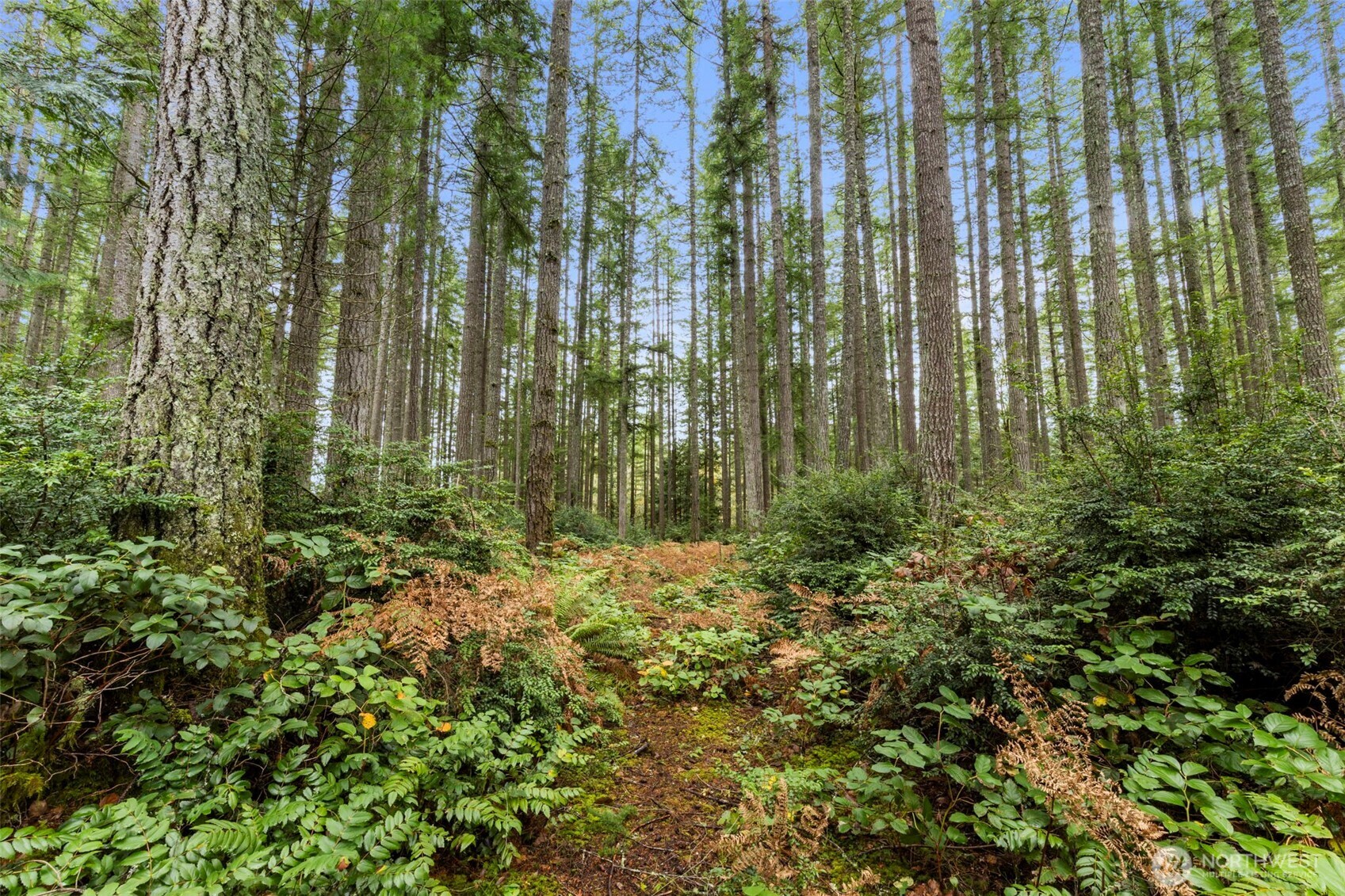 5 Larson Lane Northwest Seabeck, WA 98380 - Photo 4 of 19 a view of a garden with plants