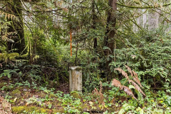 a close up of a plant