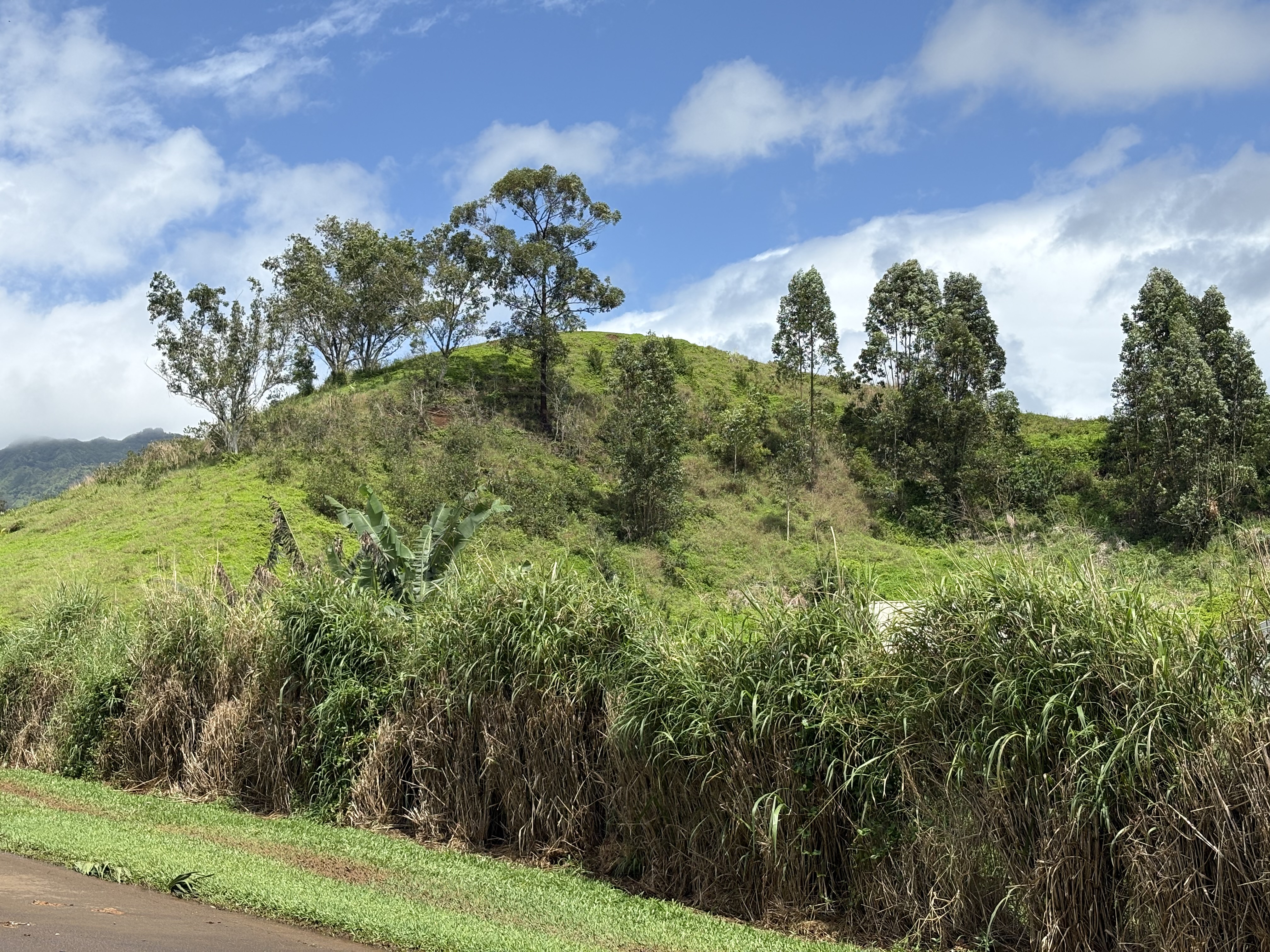 6630 Kipapa Road Kapaa, HI 96746 - Photo 7 of 20 a view of a garden