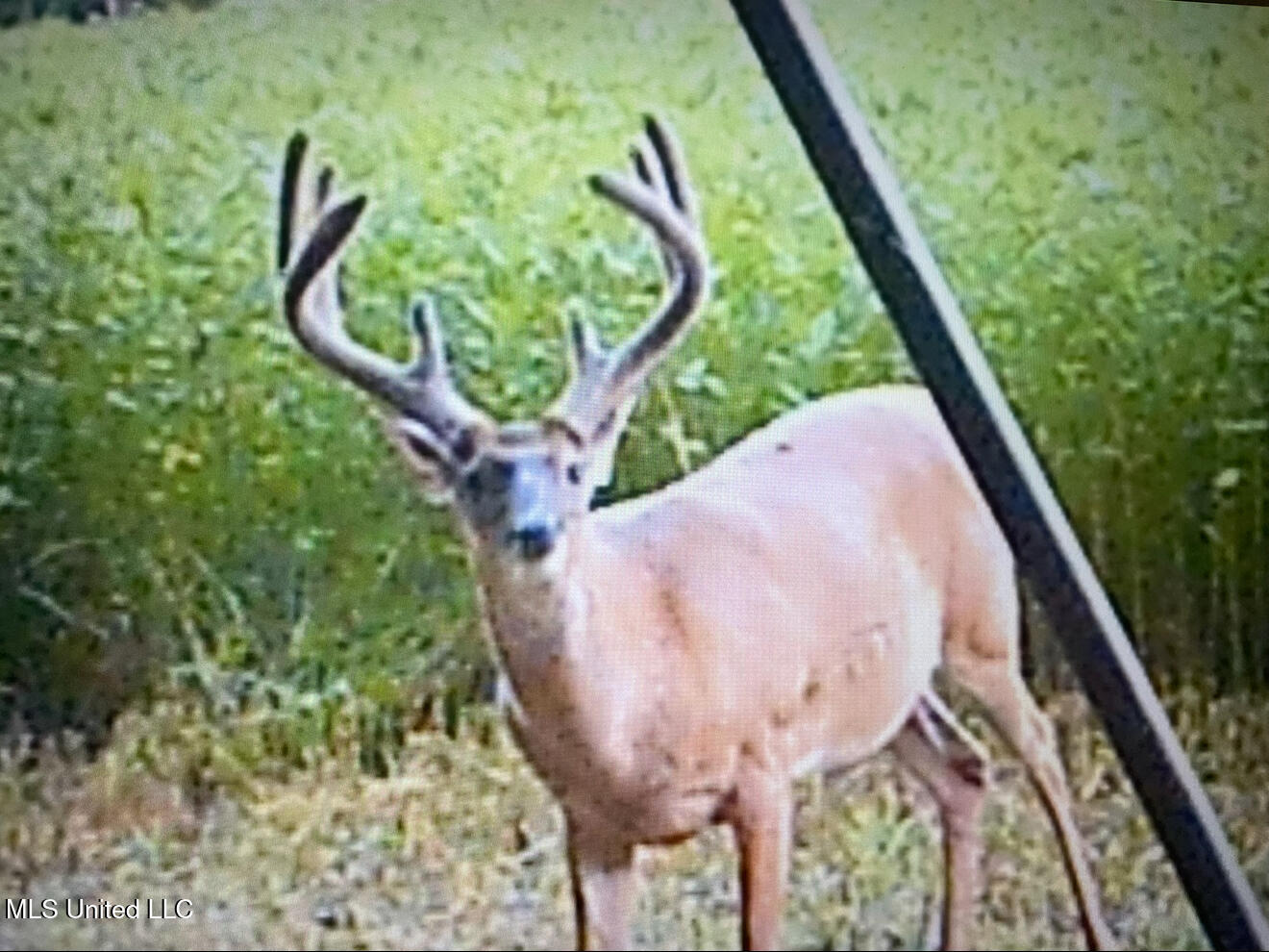 Newport Road Lexington, MS 39095 - Photo 22 of 23 IMG_5B57EACB9607-1