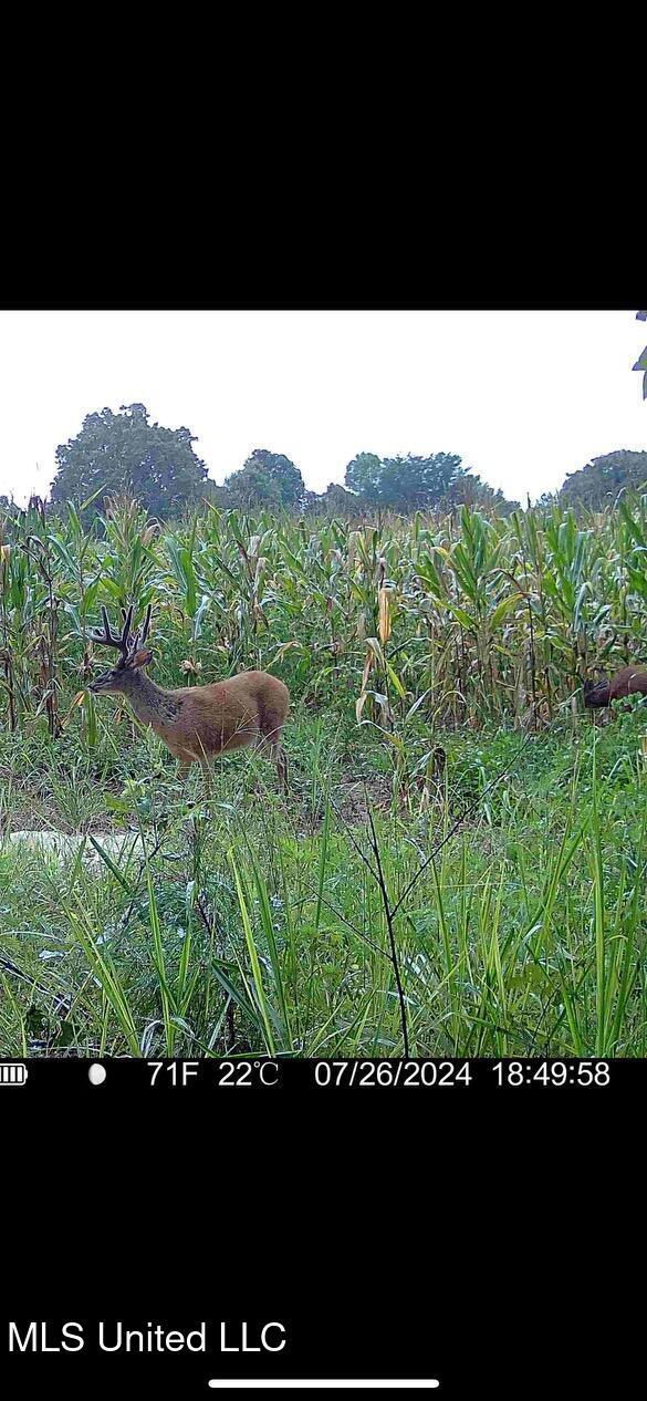 Newport Road Lexington, MS 39095 - Photo 23 of 23 BDD7DA11-08BE-4227-B599-92B5D2742BE7
