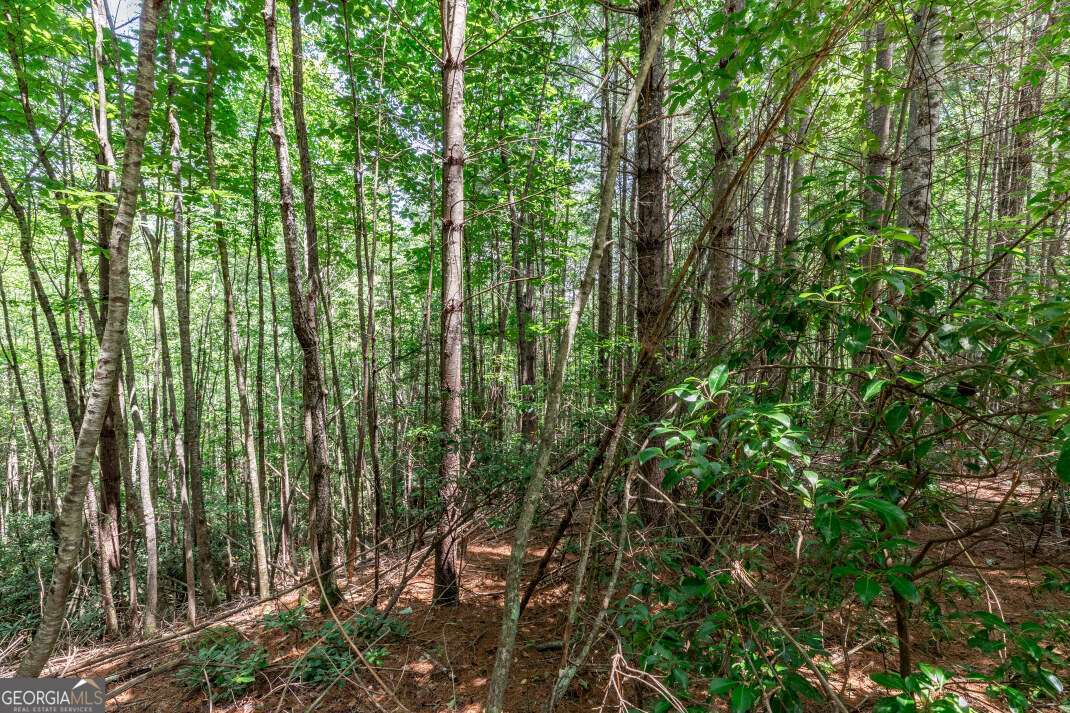 Lot 4 Rocking Chair Ridge Mineral Bluff, GA 30559 - Photo 11 of 24 a view of a garden