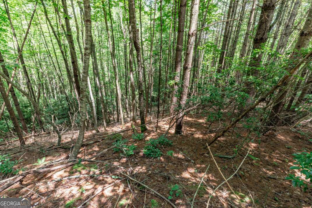 Lot 4 Rocking Chair Ridge Mineral Bluff, GA 30559 - Photo 12 of 24 a view of forest