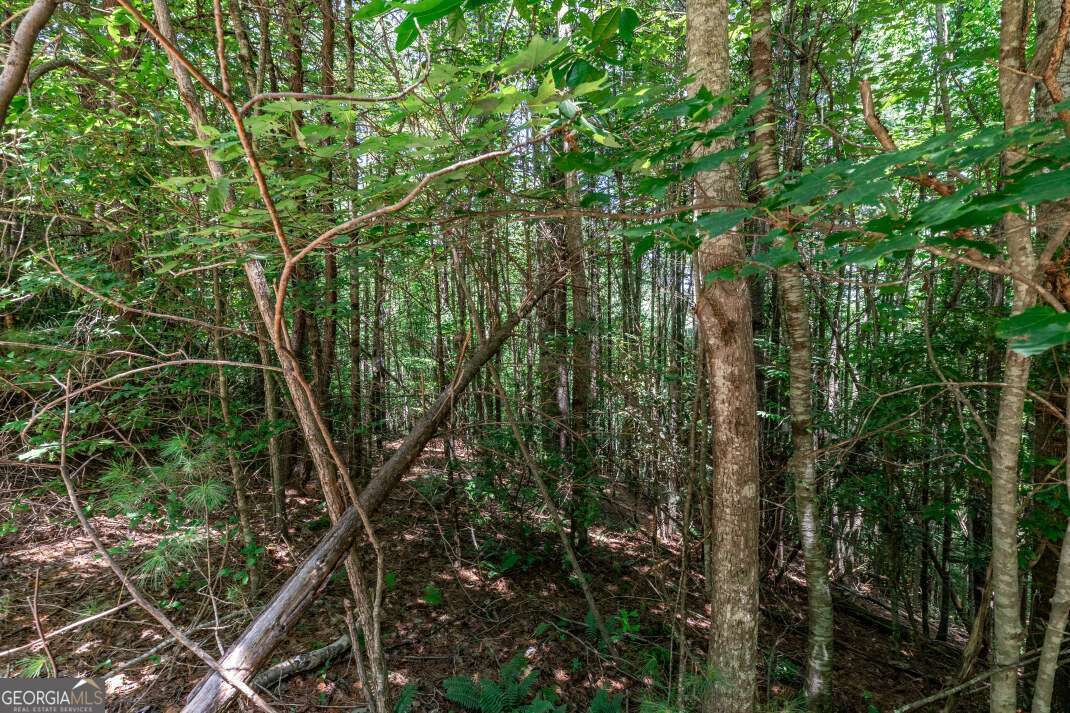 Lot 4 Rocking Chair Ridge Mineral Bluff, GA 30559 - Photo 13 of 24 a backyard of a house with lots of trees
