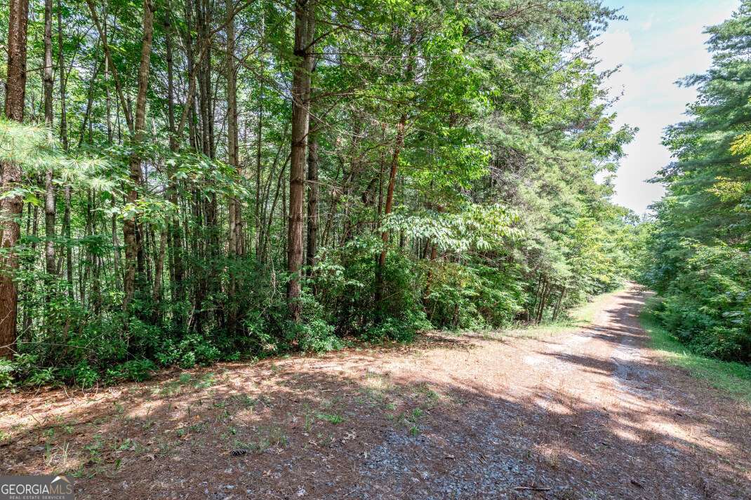 Lot 4 Rocking Chair Ridge Mineral Bluff, GA 30559 - Photo 14 of 24 a view of a forest with trees in the background