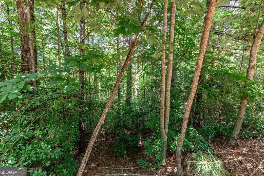 Lot 4 Rocking Chair Ridge Mineral Bluff, GA 30559 - Photo 6 of 24 a view of forest
